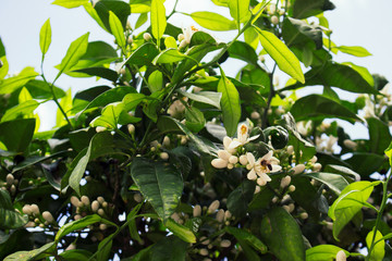 White flowers. White flowers of an orange tree.