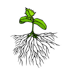 Vector Illustration of Sprout with Three Leves and Roots. Seedling, Shoot, Gardening Plant. Trees, Flowers, Vegetables Cucumber, Zucchini, Pumpkin, Melons Growing. Hand Drawn. Savoyar Doodle Style.