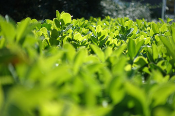 Green grass fence in spring time epic
