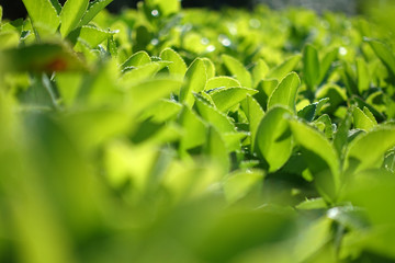 Green grass fence in spring time epic