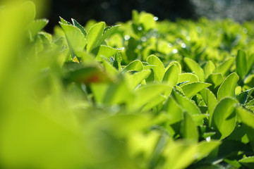 Green grass fence in spring time epic
