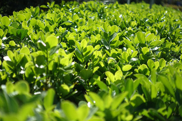 Green grass fence in spring time epic