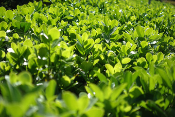 Green grass fence in spring time epic