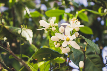 Fototapeta premium White flowers. White flowers of an orange tree.