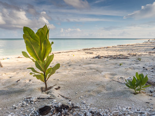 Beach, Indonesia