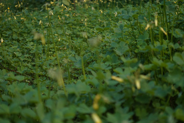 Green field grass