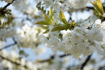 Kirschbaumblüte in Südtirol