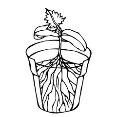 Flower Pot with Soil. Seed, Sprout with three leaves and Root. Flowerpot for Sprouting Plant. Seedling. Phases of Growth of a Plant. Gardening Hobby Hand Drawn Illustration. Savoyar Doodle Style.