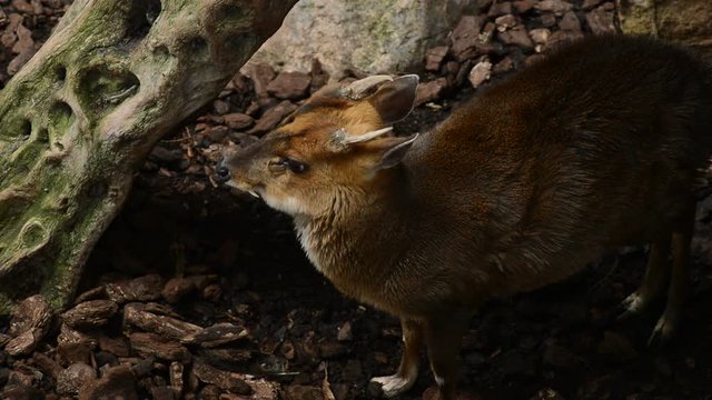 Reeves's muntjac in a natural park - Muntiacus reevesi