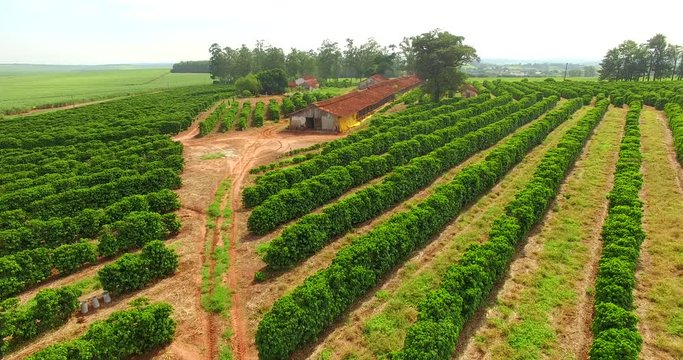 Very simple house, coffee plantation and chicken coop on a farm in Brazil 