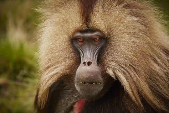 The king of the geladas