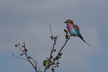 A lilac-breasted roller (Coracias caudatus) resting on a branch in Kruger National Park, South Africa