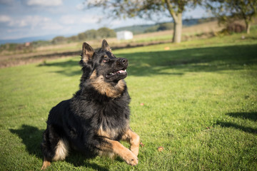 Young Bohemian Shepherd jumps and plays in a garden during a sunny day
