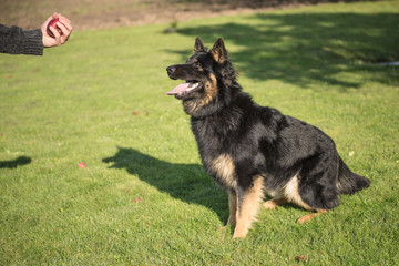 Young Bohemian Shepherd on alert and waits to catch an apple during a sunny day