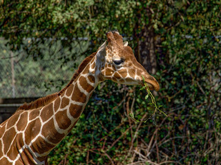 Closeup of a giraffe in front of green trees