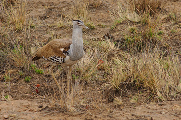A kori bustard (Ardeotis kori) seeking for preys among the grass. Kruger National Park, South Africa.