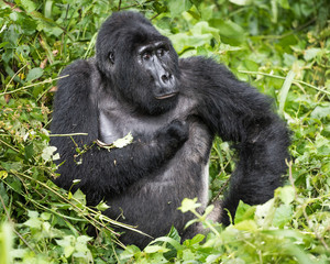 Mountain gorilla silverback scratches himself while resting in rich vegetation in Bwindi Impenetrable National Park in Uganda
