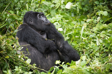 Mountain gorilla silverback rests in rich vegetation in Bwindi Impenetrable National Park in Uganda