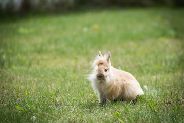 Baby Lionhead Rabbit on a grass looks towards camera