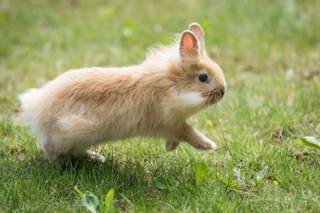 Baby Lionhead Rabbit  (Bunny) runs on grass
