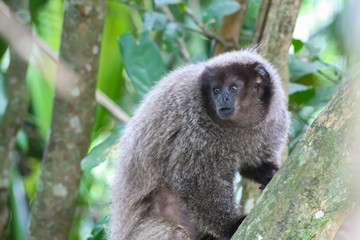 Macaco guigó (Callicebus coimbrai)