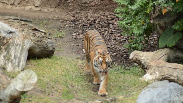 Sumatran Tiger walking and drinking water - Panthera tigris sumatrae