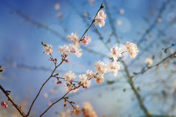 Springtime spirit