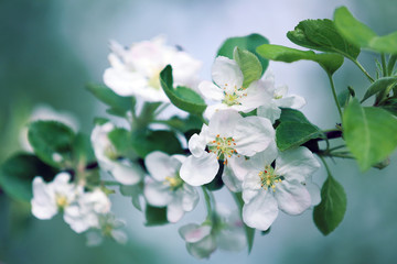 Blooming flowers of orchard fruit on a small village. 
