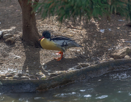 Bright Yellow, White, and Tan Plumage on  a Scaly Sided Merganser by the Pond