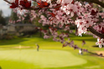 Spring Golf Putting