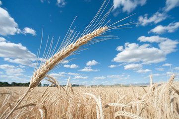 wheat spike