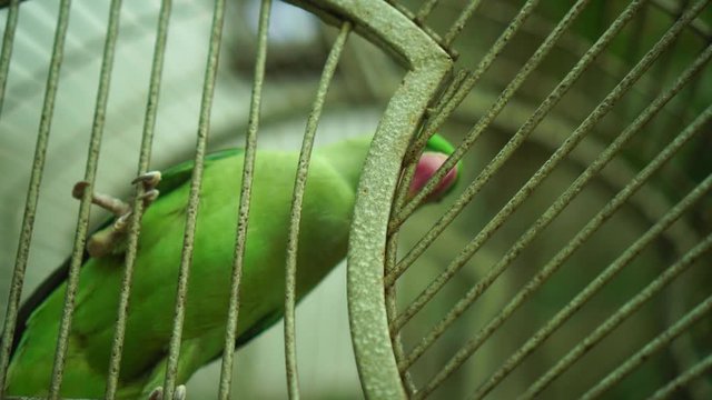 Parrot bird in cage : 4k