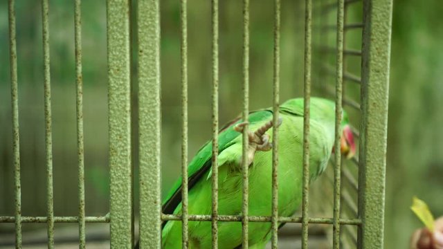 Parrot bird in cage : 4k