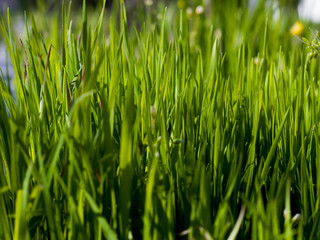green grass on a sunny spring day