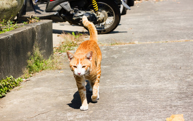 Lost cat, yellow brown single cat walking on public concrete street under sunlight day time