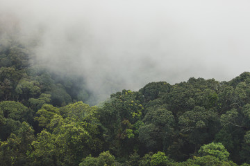 Tropical rainforest with mountain and mist in the morning at Doi Inthanon National park, Thailand.