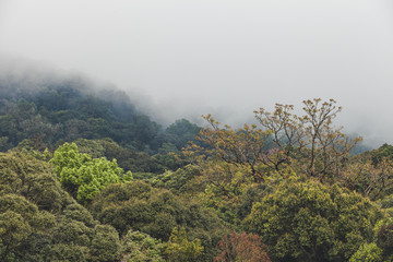 Fototapeta na wymiar Tropical rainforest with mountain and mist in the morning at Doi Inthanon National park, Thailand.