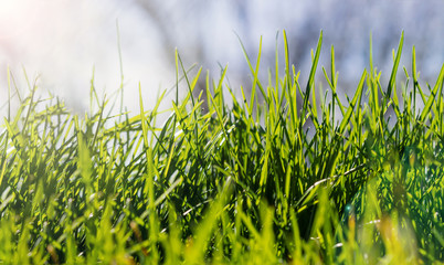 green grass on a sunny spring day