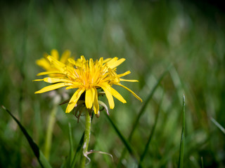 newly opened yellow flower and green background
