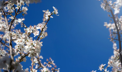 blue sky and newly opened white flowers on the tree.