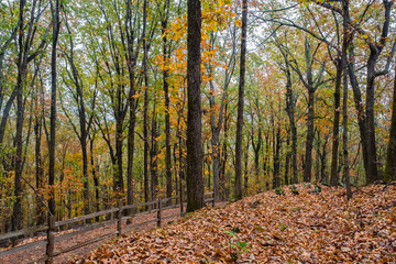 Fall foliage in Northern Georgia, USA