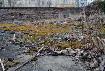 Obraz premium Zweige und Moss vor einer Mauer