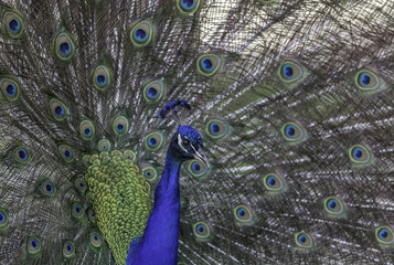 Obraz premium peacock