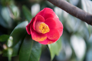 真っ赤な椿の花