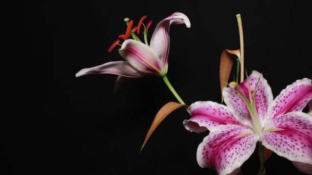 Lillies Blooming
