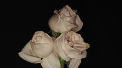 White Roses