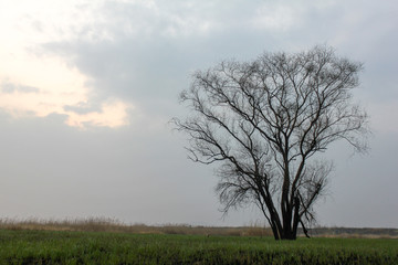 An old tree standing alone in the field