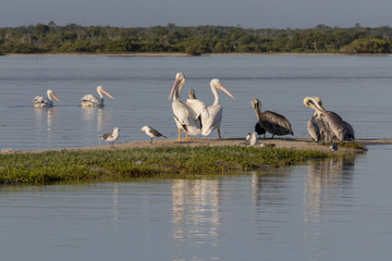 seabird diversity during migration season in Mexico. White and Brown pelicans, seagulls, cormoran and skimmer share a strip of sand while they rest under the sun. 