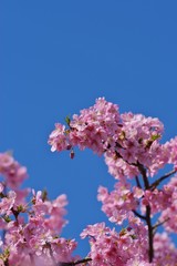 Kawazu cherry blossoms
