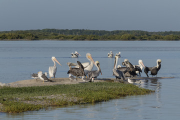 seabird diversity during migration season in Mexico. White and Brown pelicans, seagulls, cormoran and skimmer share a strip of sand while they rest under the sun. 